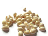 Cowrie Shell Beads Seashell Beads Natural Beads Jewelry Making Beading Supplies Drilled Beads Sea Shell Beads