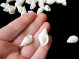 White Shell Beads 17mm to 27mm Spiral Seashell Beads Natural Beads Jewelry Making Beading Supplies Beach Beads Sea Shell Beads Smileyboy