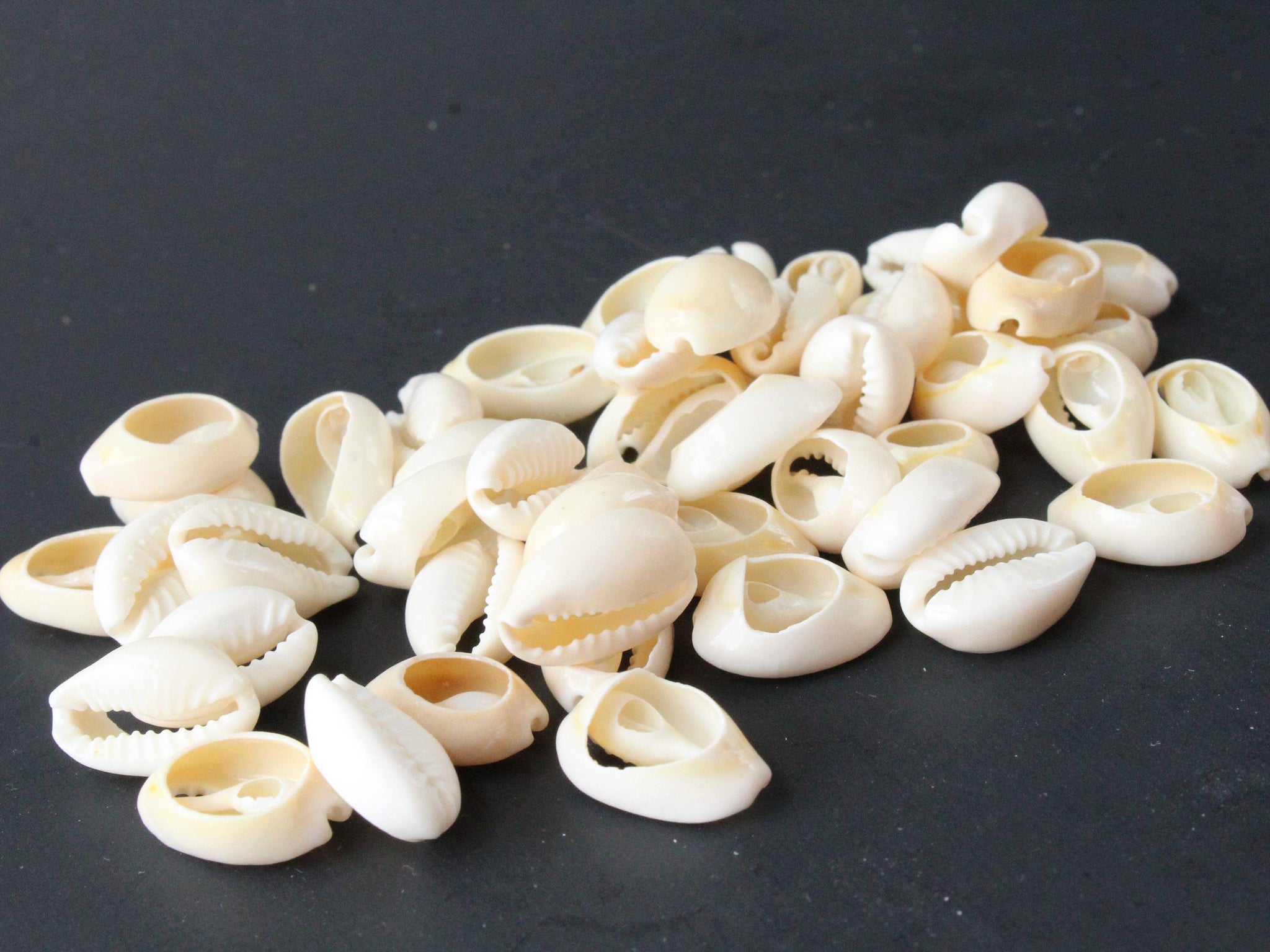 50 Back Cut Cowrie Shell Beads White Natural Seashell Beads