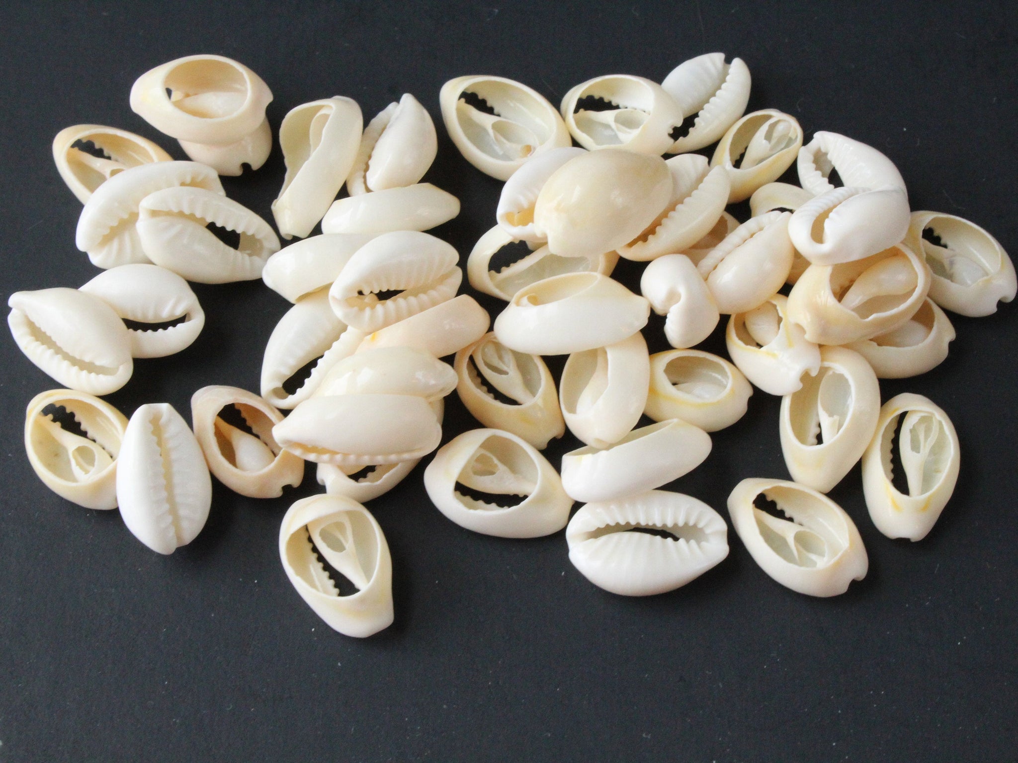 Natural Cowrie Seashell Beads Cut Back Money Shell Loose Bead 18~20mm –  Madeinindia Beads