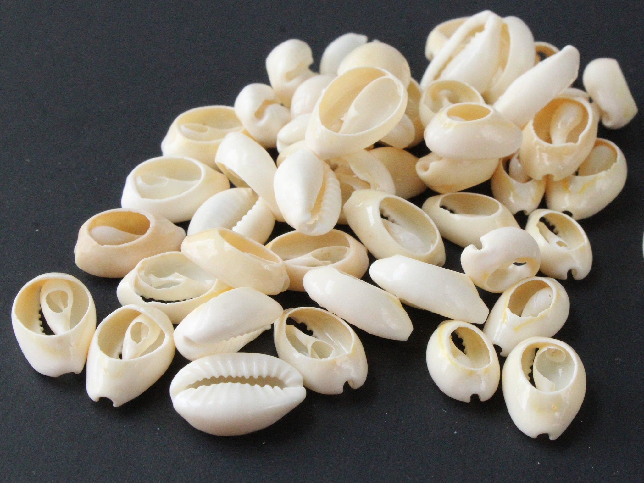 50/100pcs Cowrie Beads Sea Shell Beads Sliced Shells Large 1.6-2cm Slices  Cowrie Beads Cowry Shell Cowrie Shell Sea Shell Craft